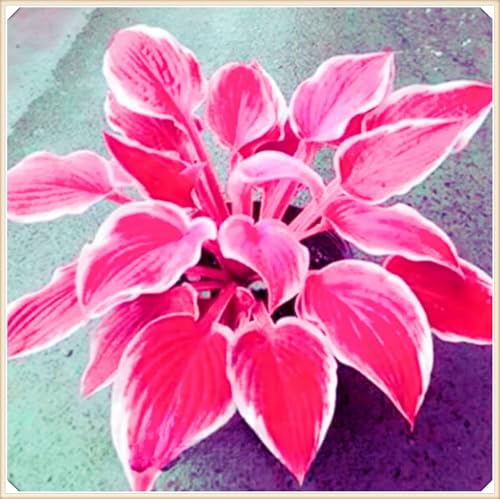 Hosta Rhizom Winterhart Funkien Rhizom Hosta Rhizom Seltene Rhizom Gartenblumen-4zwiebeln-e Hosta Rhizom Winterhart Funkien Rhizom Hosta Rhizom Seltene Rhizom Gartenblumen-4zwiebeln-e von FKGNQS
