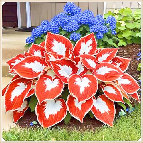 Hosta Rhizom Winterhart Funkien Rhizom Hosta Rhizom Seltene Rhizom Gartenblumen-6zwiebeln-f Hosta Rhizom Winterhart Funkien Rhizom Hosta Rhizom Seltene Rhizom Gartenblumen-6zwiebeln-f von FKGNQS