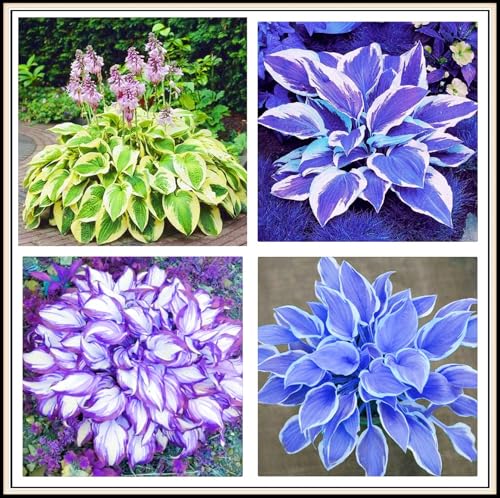 Hosta zwiebeln–Winterhart Mehrjährig Hosta Pflanze Funkien Pflanze Winterhart Gartenblumen-4zwiebeln-b von FKGNQS