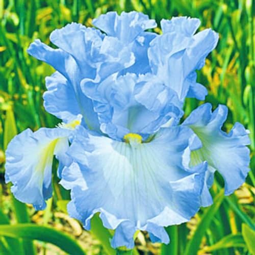 Iris Zwiebeln Mix,Iris Zwiebeln Winterhart Seltene Pflanzen,Iris Blumenzwiebeln,Bonsai Pflanze-4zwiebeln-e von FKGNQS
