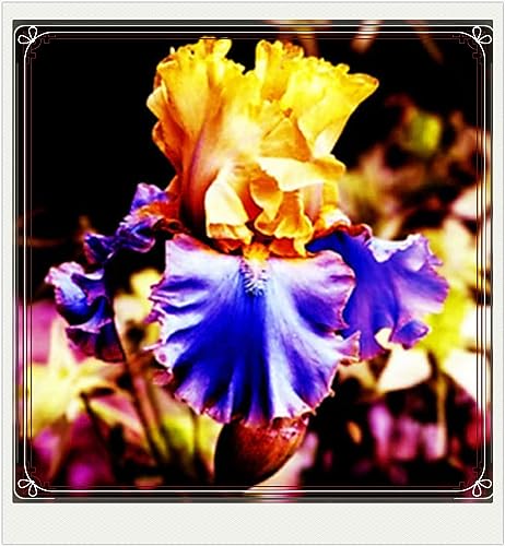 Iris Zwiebeln-Winterhart MehrjäHrig,Iris Knollen Mix,Iris Blumen,Iris Blumenzwiebeln,Schwertlilien Winterhart Knoll,Bonsai Pflanze,Gartenblumen-15zwiebeln-c von FKGNQS