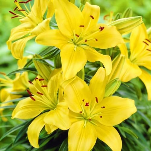 Lilien Pflanzen,Lilien Rhizome,LilienRhizome Winterhart MehrjäHrig,Bonsai Pflanze-4zwiebeln-a von FKGNQS