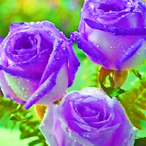 Rose Zwiebeln Schnelles Wachstum Rosen Pflanzen Winterhart Seltene Schönes Bepflanzen von Staudengärten-2zwiebeln-b Rose Zwiebeln Schnelles Wachstum Rosen Pflanzen Winterhart Seltene Schönes Bepflanzen von Staudengärten-2zwiebeln-b von FKGNQS