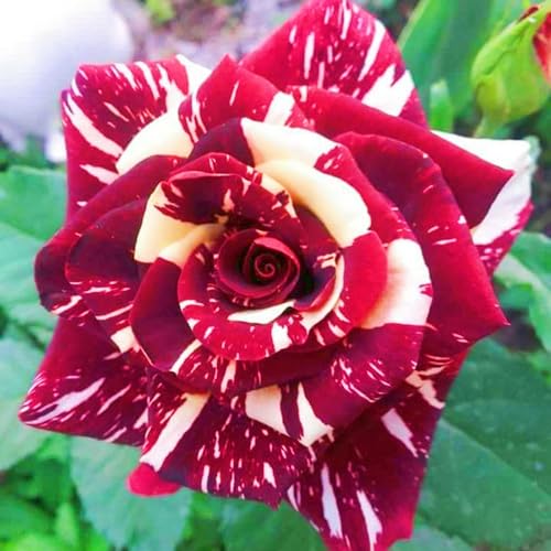 Rose Zwiebeln Schnelles Wachstum Rosen Pflanzen Winterhart Seltene Schönes Bepflanzen von Staudengärten-2zwiebeln-c Rose Zwiebeln Schnelles Wachstum Rosen Pflanzen Winterhart Seltene Schönes Bepflanzen von Staudengärten-2zwiebeln-c von FKGNQS
