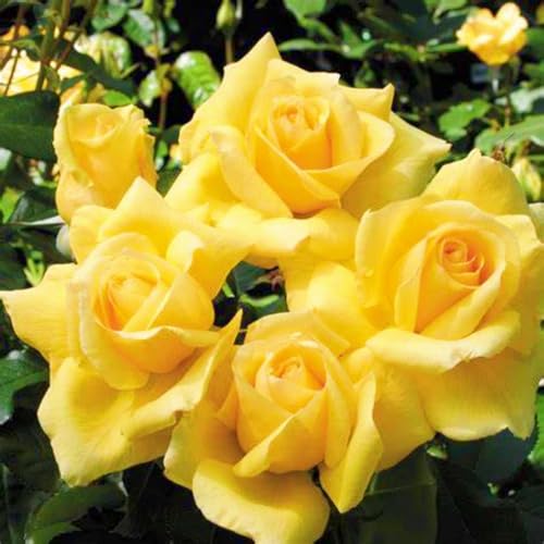 Schnelles Wachstum Rosen Pflanzen Winterhart Seltene Rose Rhizome Schönes Bepflanzen von Staudengärten-3zwiebeln-d von FKGNQS
