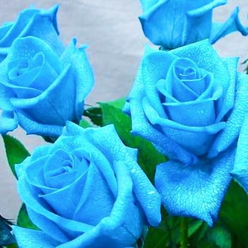 Schnelles Wachstum Rosen Pflanzen Winterhart Seltene Rose Rhizome Schönes Bepflanzen von Staudengärten-4zwiebeln-h Schnelles Wachstum Rosen Pflanzen Winterhart Seltene Rose Rhizome Schönes Bepflanzen von Staudengärten-4zwiebeln-h von FKGNQS