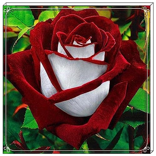 Schnelles Wachstum Rosen Pflanzen Winterhart Seltene Rose Zwiebeln Schönes Bepflanzen von Staudengärten-1zwiebeln-c von FKGNQS