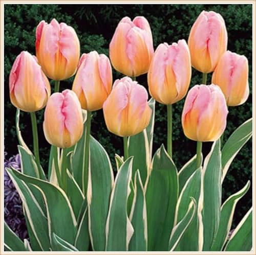 Selten Tulpen TulpenRhizome Winterhart,Tulpen Pflanzen,In Töpfe Pflanzen-10zwiebeln-h von FKGNQS