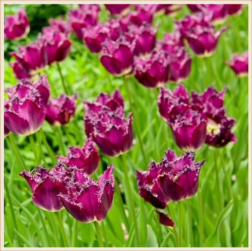 Selten Tulpen TulpenRhizome Winterhart,Tulpen Pflanzen,In Töpfe Pflanzen-15zwiebeln-a von FKGNQS