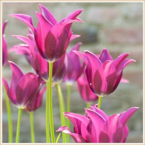 Selten Tulpen TulpenRhizome Winterhart,Tulpen Pflanzen,In Töpfe Pflanzen-8zwiebeln-d von FKGNQS