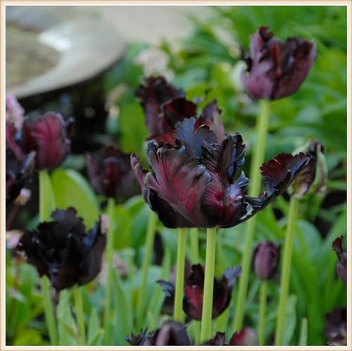 Selten Tulpen TulpenRhizome Winterhart,Tulpen Pflanzen,In Töpfe Pflanzen-8zwiebeln-g von FKGNQS