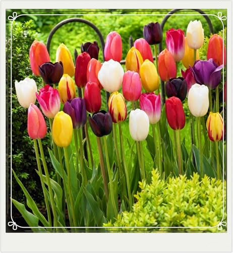 Selten Tulpen TulpenZwiebeln Winterhart,Tulpen Pflanzen,In Töpfe Pflanzen-8zwiebeln-d von FKGNQS