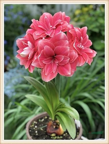 Seltene Amaryllis Winterharte mehrjährige Landschaftspflanzen Einfach zu Pflegen Schnelles -5zwiebeln-c Seltene Amaryllis Winterharte mehrjährige Landschaftspflanzen Einfach zu Pflegen Schnelles -5zwiebeln-c von FKGNQS