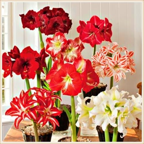 Seltene Amaryllis Winterharte mehrjährige Landschaftspflanzen Einfach zu Pflegen Schnelles -5zwiebeln-d Seltene Amaryllis Winterharte mehrjährige Landschaftspflanzen Einfach zu Pflegen Schnelles -5zwiebeln-d von FKGNQS