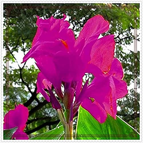 Seltene Canna Bestes Geschenk Winterhart MehrjäHrig,Canna Rhizome Winterhart Winterharte und mehrjährig-3zwiebeln-g Seltene Canna Bestes Geschenk Winterhart MehrjäHrig,Canna Rhizome Winterhart Winterharte und mehrjährig-3zwiebeln-g von FKGNQS