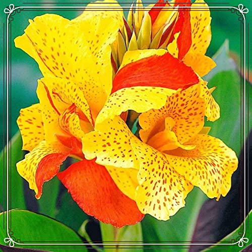 Seltene Canna Winterharte mehrjährige Einfach zu Pflegen Schnelles Gärten Geschenk bereit-4zwiebeln-i Seltene Canna Winterharte mehrjährige Einfach zu Pflegen Schnelles Gärten Geschenk bereit-4zwiebeln-i von FKGNQS