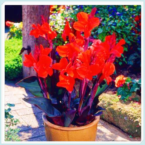 Seltene Canna Winterharte mehrjährige Einfach zu Pflegen Schnelles Gärten Geschenk bereit-5zwiebeln-f Seltene Canna Winterharte mehrjährige Einfach zu Pflegen Schnelles Gärten Geschenk bereit-5zwiebeln-f von FKGNQS