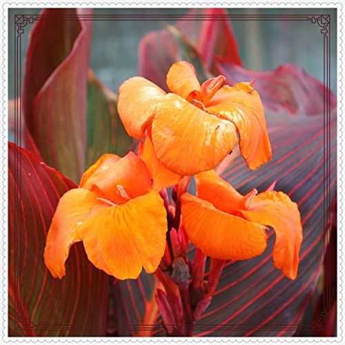 Seltene Canna Zwiebeln Canna Zwiebeln Winterhart Bestes Geschenk Winterhart MehrjäHrig,Winterharte und mehrjährig-2zwiebeln-h von FKGNQS