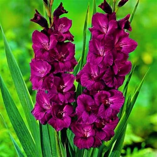 Seltene Gladiolen Winterharte mehrjährige Landschaftspflanzen Einfach zu Pflegen Schnelles -3zwiebeln-e Seltene Gladiolen Winterharte mehrjährige Landschaftspflanzen Einfach zu Pflegen Schnelles -3zwiebeln-e von FKGNQS