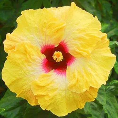 Seltene Hibiskus Winterharte mehrjährige Einfach zu Pflegen Schnelles Gärten Geschenk bereit-3zwiebeln-d Seltene Hibiskus Winterharte mehrjährige Einfach zu Pflegen Schnelles Gärten Geschenk bereit-3zwiebeln-d von FKGNQS
