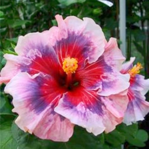 Seltene Hibiskus Winterharte mehrjährige Einfach zu Pflegen Schnelles Gärten Geschenk bereit-4zwiebeln-a Seltene Hibiskus Winterharte mehrjährige Einfach zu Pflegen Schnelles Gärten Geschenk bereit-4zwiebeln-a von FKGNQS