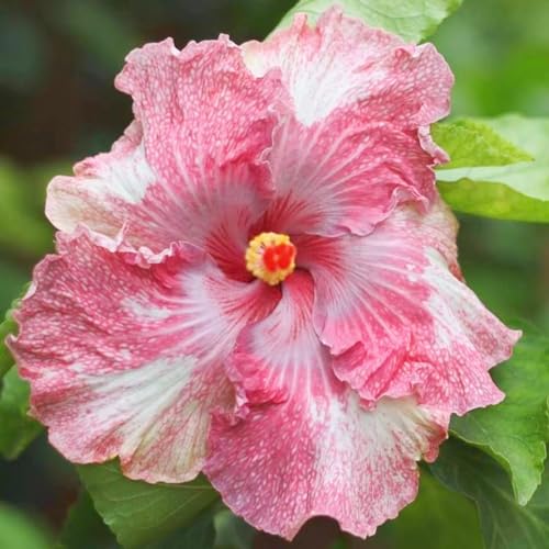 Seltene Hibiskus Winterharte mehrjährige Einfach zu Pflegen Schnelles Gärten Geschenk bereit-4zwiebeln-c Seltene Hibiskus Winterharte mehrjährige Einfach zu Pflegen Schnelles Gärten Geschenk bereit-4zwiebeln-c von FKGNQS