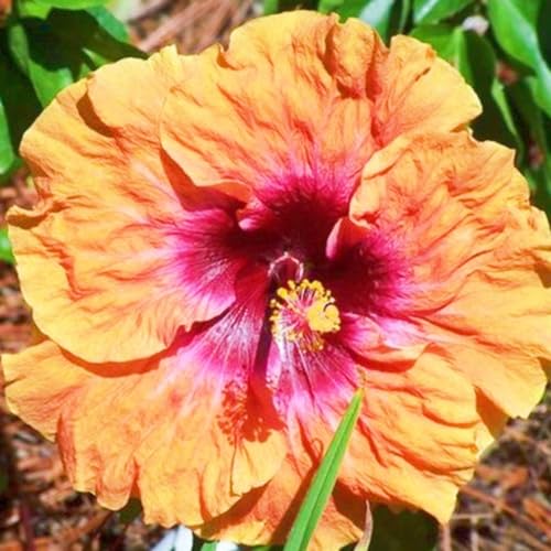 Seltene Hibiskus Winterharte mehrjährige Einfach zu Pflegen Schnelles Gärten Geschenk bereit-4zwiebeln-h Seltene Hibiskus Winterharte mehrjährige Einfach zu Pflegen Schnelles Gärten Geschenk bereit-4zwiebeln-h von FKGNQS