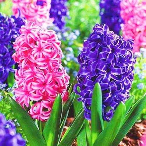 Seltene Hyazinthen Winterharte mehrjährige Überraschungsgeschenk Einfach zu Pflegen Schnelles -6zwiebeln-e Seltene Hyazinthen Winterharte mehrjährige Überraschungsgeschenk Einfach zu Pflegen Schnelles -6zwiebeln-e von FKGNQS
