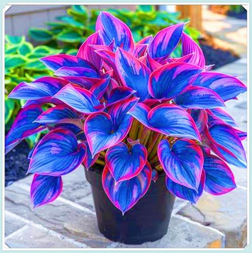 Seltene Pflanzen Hosta Pflanze Funkien Pflanze Hosta zwiebeln Winterhart Gartenblumen-4zwiebeln-e von FKGNQS