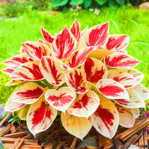 Seltene Rhizom Hosta Rhizom Funkien Rhizom Hosta Rhizom Winterhart Gartenblumen-8zwiebeln-i Seltene Rhizom Hosta Rhizom Funkien Rhizom Hosta Rhizom Winterhart Gartenblumen-8zwiebeln-i von FKGNQS
