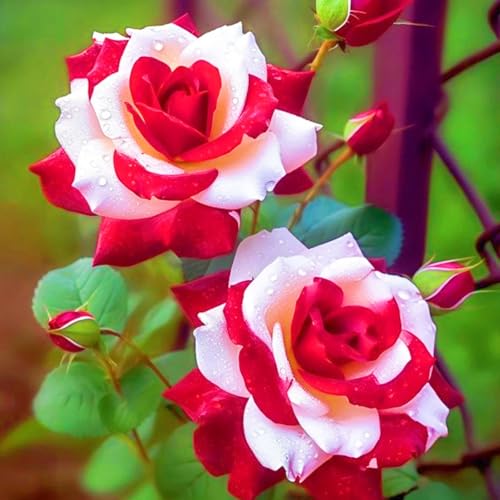 Seltene Rose Rose Zwiebeln Rosen Pflanzen Winterhart Schnelles Wachstum -2zwiebeln-a Seltene Rose Rose Zwiebeln Rosen Pflanzen Winterhart Schnelles Wachstum -2zwiebeln-a von FKGNQS