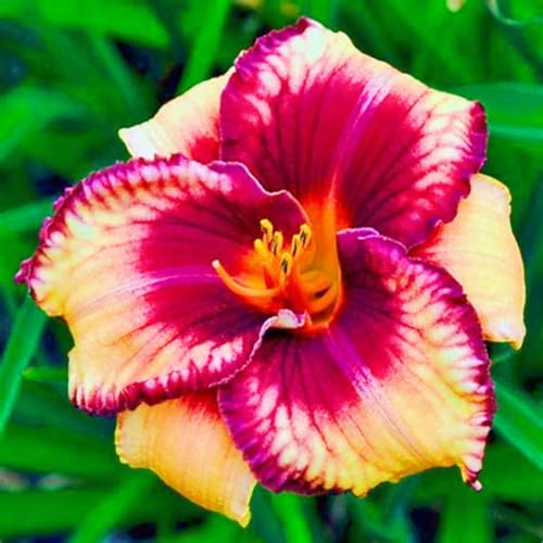 Seltene Taglilien Winterharte mehrjährige Überraschungsgeschenk Einfach zu Pflegen Schnelles -8zwiebeln-a Seltene Taglilien Winterharte mehrjährige Überraschungsgeschenk Einfach zu Pflegen Schnelles -8zwiebeln-a von FKGNQS