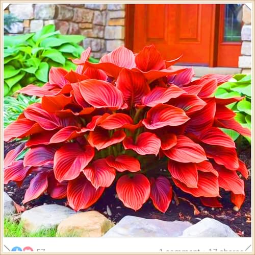 Seltene Zwiebeln Hosta Zwiebeln Funkien Zwiebeln Hosta Zwiebeln Winterhart Gartenblumen-4zwiebeln-h Seltene Zwiebeln Hosta Zwiebeln Funkien Zwiebeln Hosta Zwiebeln Winterhart Gartenblumen-4zwiebeln-h von FKGNQS