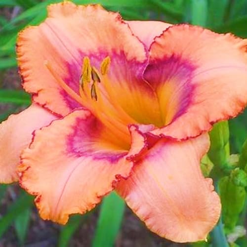 Taglilien Zwiebeln Winterhart MehrjäHrig,Hemerocallis Pflanzen,Taglilien Pflanzen Winterhart,Einfach Zu Pflanzen-5zwiebeln-b Taglilien Zwiebeln Winterhart MehrjäHrig,Hemerocallis Pflanzen,Taglilien Pflanzen Winterhart,Einfach Zu Pflanzen-5zwiebeln-b von FKGNQS
