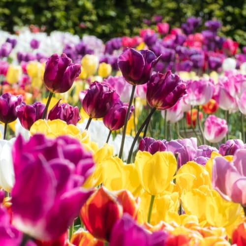 Tulpen Pflanzen,Selten Tulpen Tulpen Zwiebeln Winterhart,In Töpfe Pflanzen-10zwiebeln-b von FKGNQS
