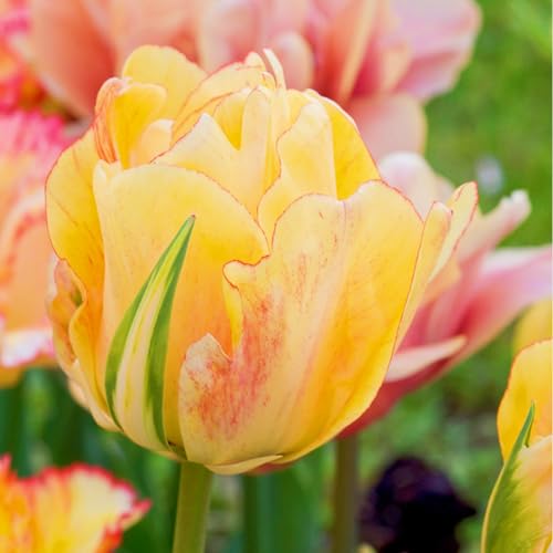 Tulpen Pflanzen,TulpenRhizome-Winterhart MehrjäHrig,TulpenRhizome Winterhart,In Töpfe Pflanzen-3zwiebeln-a von FKGNQS