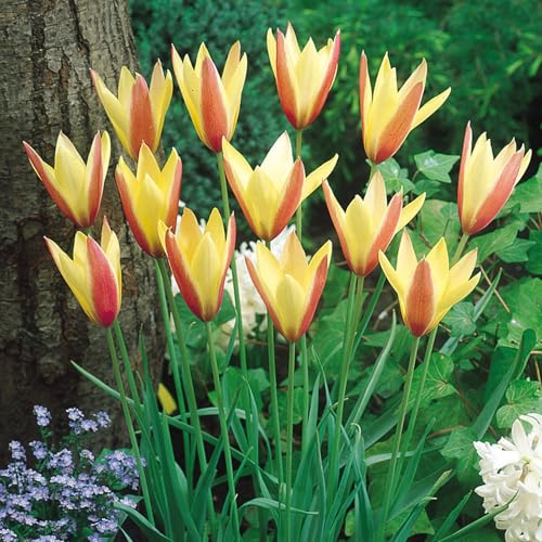 Tulpen Pflanzen,TulpenRhizome-Winterhart MehrjäHrig,TulpenRhizome Winterhart,In Töpfe Pflanzen-3zwiebeln-b von FKGNQS