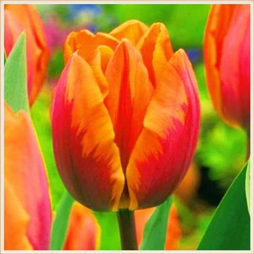 Tulpen Pflanzen,TulpenRhizome-Winterhart MehrjäHrig,TulpenRhizome Winterhart,In Töpfe Pflanzen-3zwiebeln-e von FKGNQS