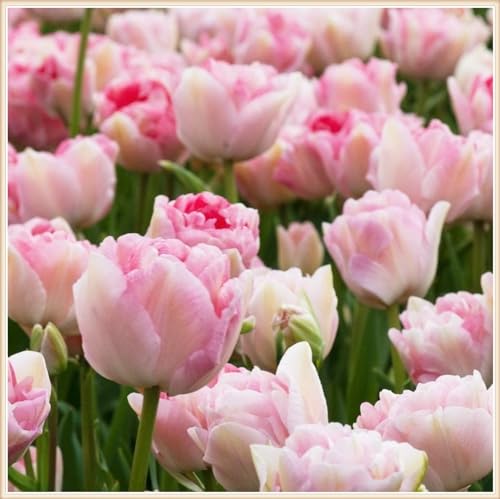 Tulpen Zwiebeln Winterhart,Tulpenzwiebeln Tulpen Pflanzen,Selten Tulpen In Töpfe Pflanzen-10zwiebeln-c von FKGNQS