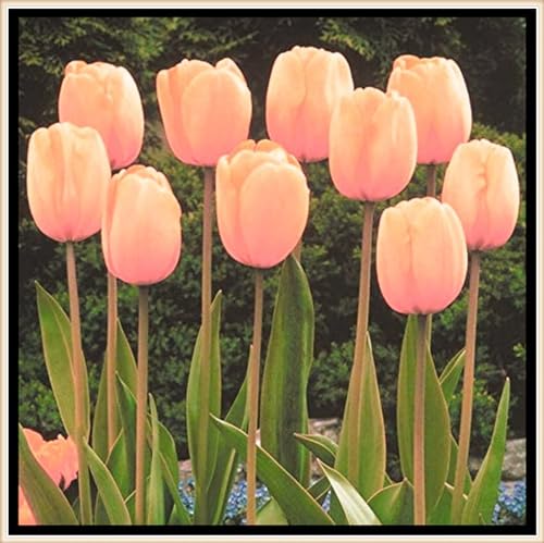 Tulpen Zwiebeln Winterhart,Tulpenzwiebeln Tulpen Pflanzen,Selten Tulpen In Töpfe Pflanzen-8zwiebeln-a von FKGNQS
