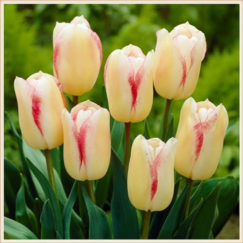 Tulpen Zwiebeln Winterhart,Tulpenzwiebeln Tulpen Pflanzen,Selten Tulpen In Töpfe Pflanzen-8zwiebeln-f von FKGNQS