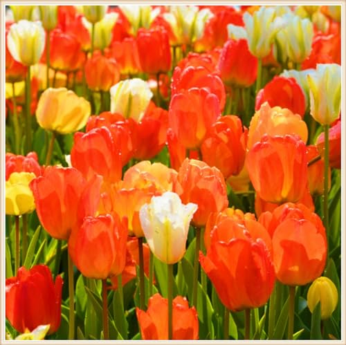 TulpenRhizome Winterhart,Tulpen Pflanzen,TulpenRhizome Winterhart MehrjäHrig,In Töpfe Pflanzen-10zwiebeln-e von FKGNQS