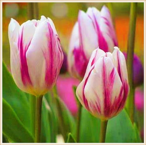 TulpenRhizome Winterhart,Tulpen Pflanzen,TulpenRhizome Winterhart MehrjäHrig,In Töpfe Pflanzen-5zwiebeln-b von FKGNQS