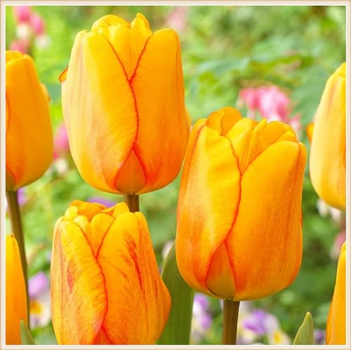 TulpenRhizome Winterhart,Tulpen Pflanzen,TulpenRhizome Winterhart MehrjäHrig,In Töpfe Pflanzen-5zwiebeln-h von FKGNQS