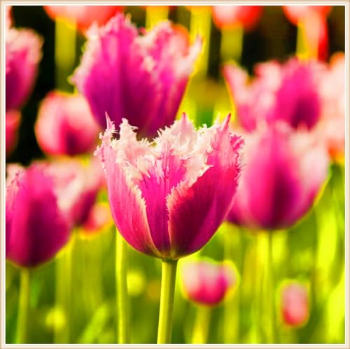 Tulpenzwiebeln Tulpen Pflanzen,Selten Tulpen Tulpen Zwiebeln Winterhart,In Töpfe Pflanzen-3zwiebeln-a von FKGNQS