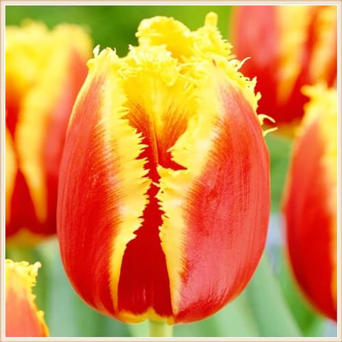 Tulpenzwiebeln Tulpen Pflanzen,Selten Tulpen Tulpen Zwiebeln Winterhart,In Töpfe Pflanzen-5zwiebeln-h von FKGNQS