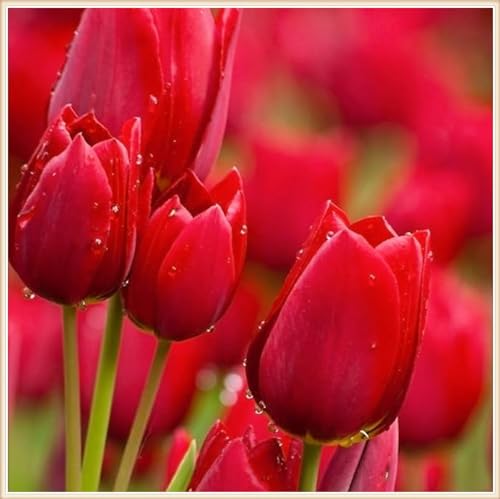 Tulpenzwiebeln Tulpen Pflanzen,Selten Tulpen Tulpen Zwiebeln Winterhart,In Töpfe Pflanzen-8zwiebeln-f von FKGNQS