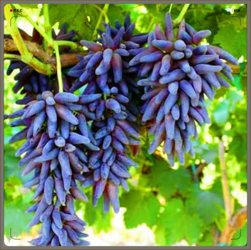 Winterhart Mehrjährig,Tafel-Trauben Weinreben Vitis Vinifera,Weinreben Winterhart,Weintrauben Kernlos,Weintraube-4zwiebeln-c von FKGNQS