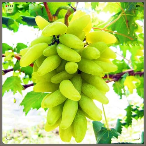 Winterhart Mehrjährig,Tafel-Trauben Weinreben Vitis Vinifera,Weintrauben Kernlos,Weintraube-1zwiebeln-d von FKGNQS