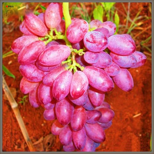 Winterhart Mehrjährig,Tafel-Trauben Weinreben Vitis Vinifera,Weintrauben Kernlos,Weintraube-1zwiebeln-e von FKGNQS